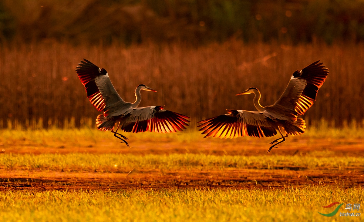 DSC_5221-1.jpg