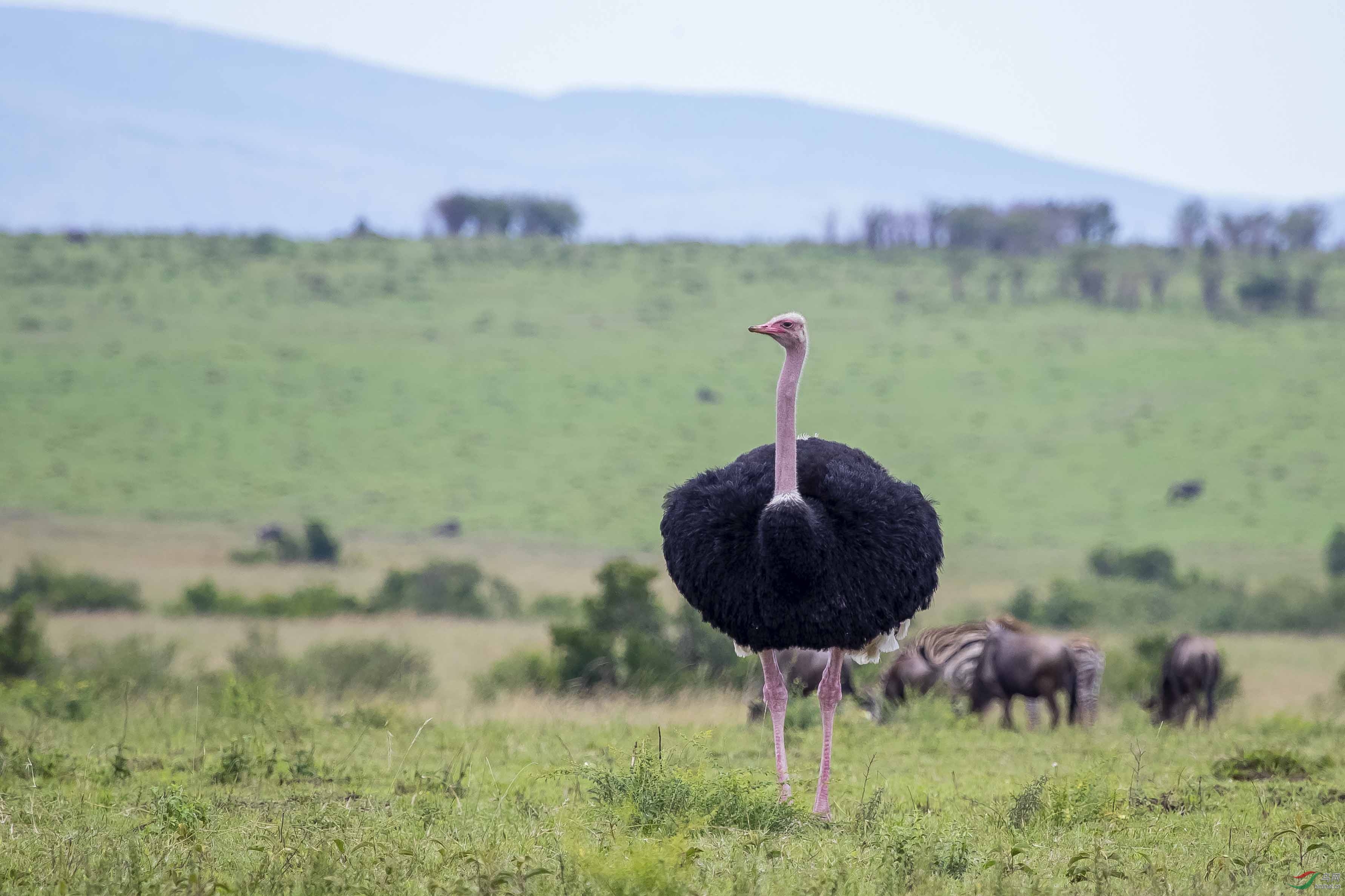 非洲鸵鸟图片大全图片