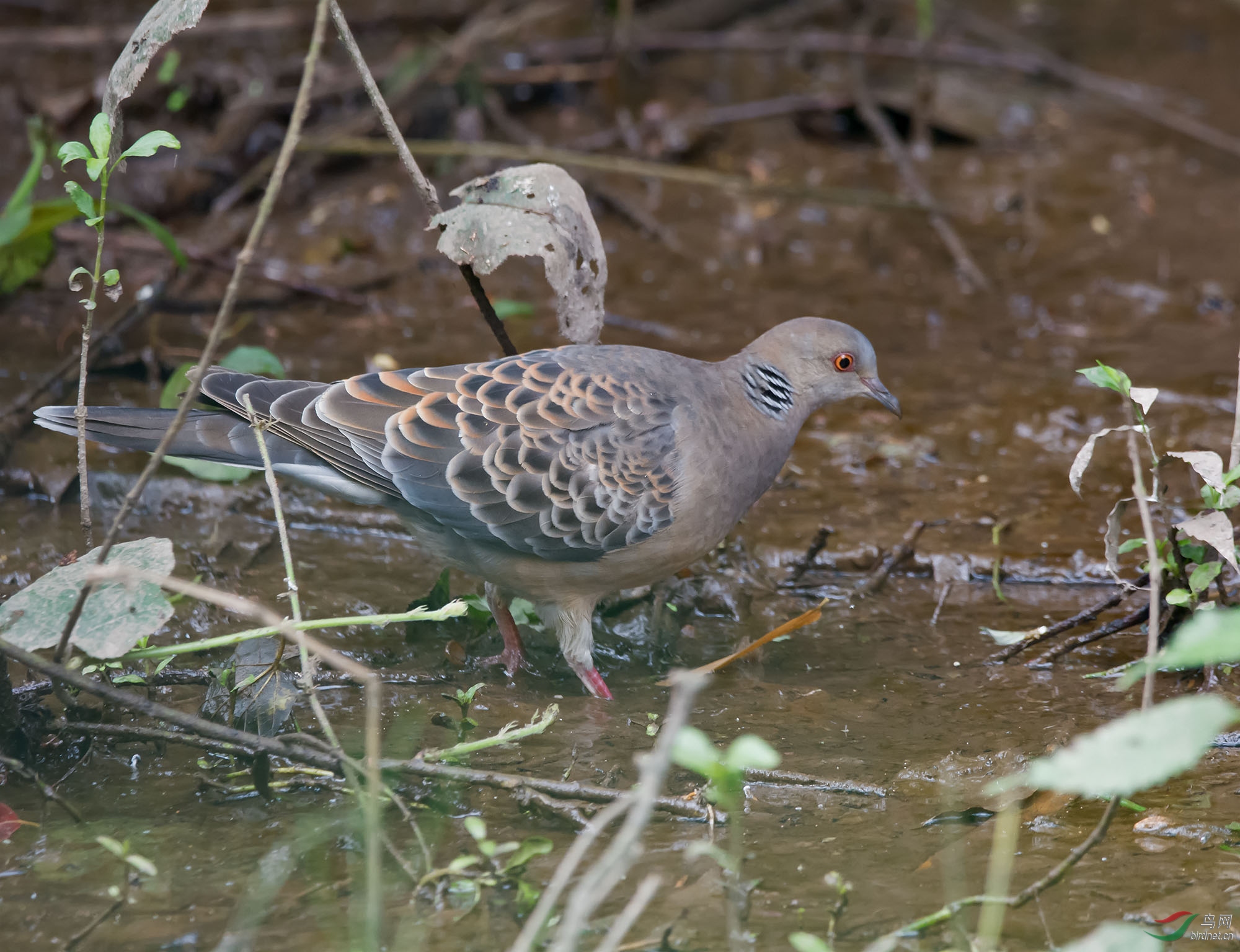 DSC_5502-2.jpg