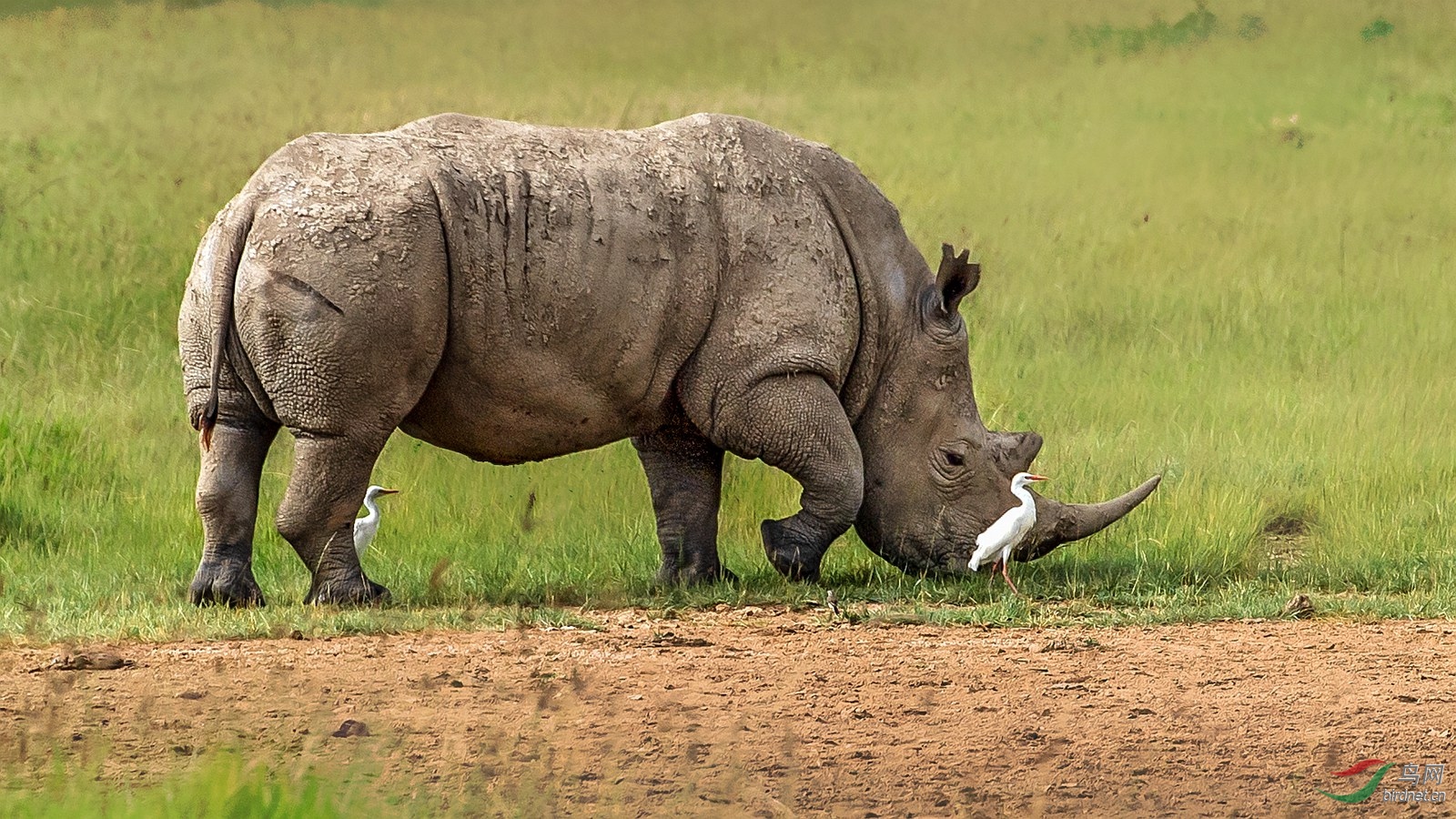 垦尼亚北方白犀牛