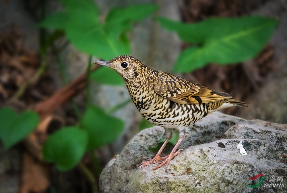 �Ⱥ�---������