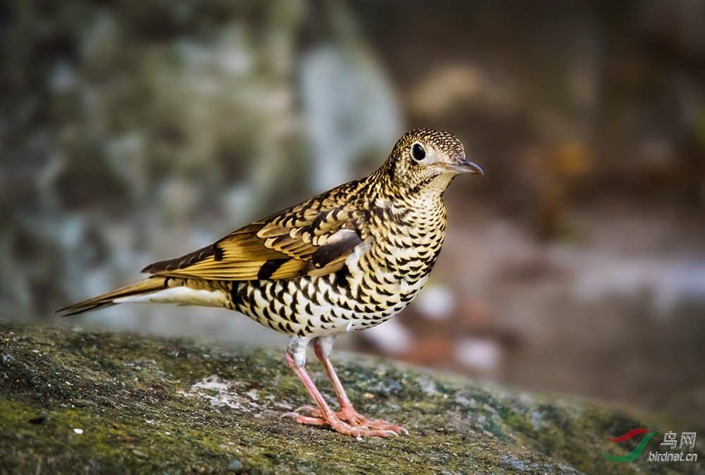 �ȴ�---������