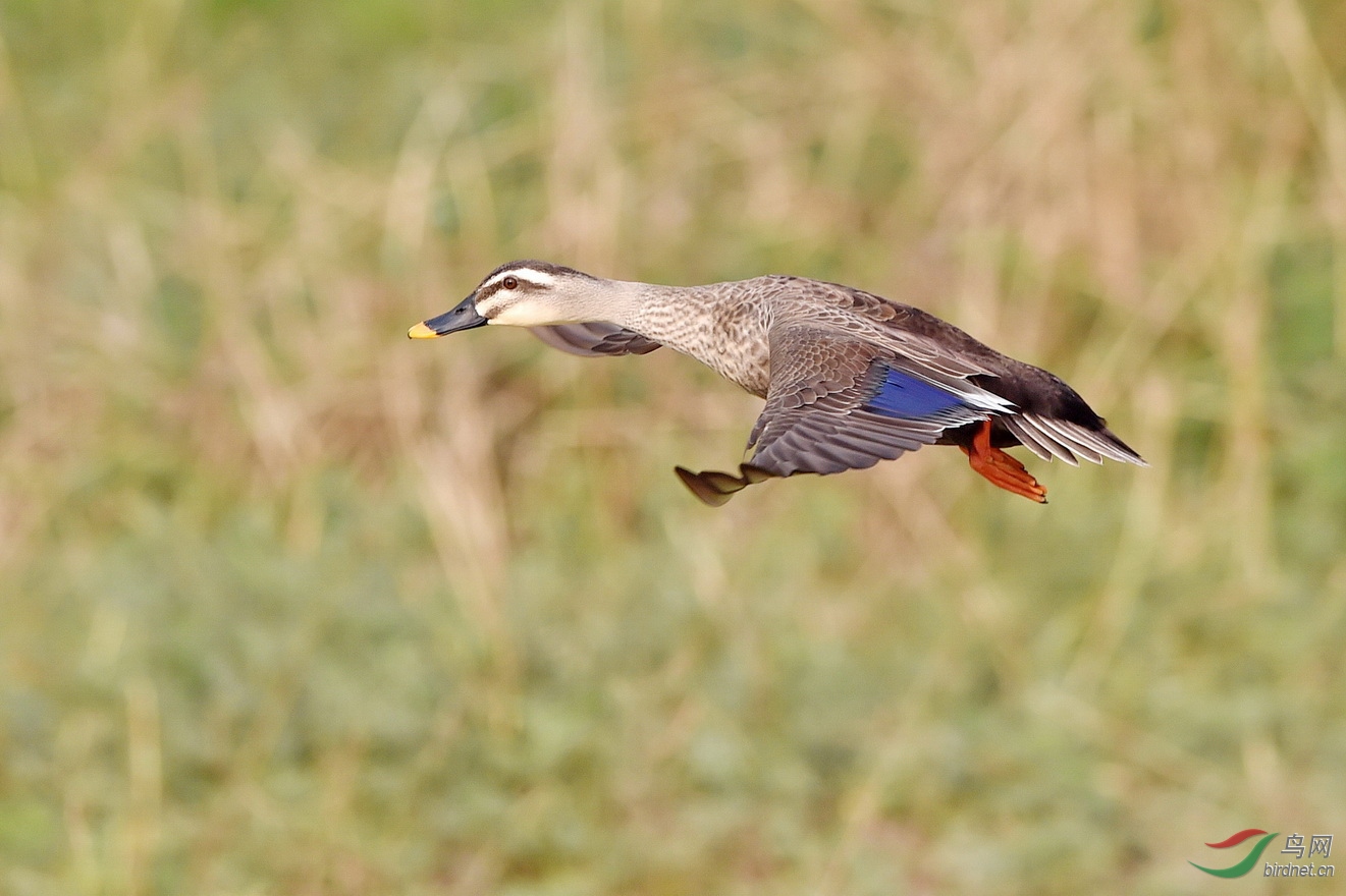 DSC_1622.JPG