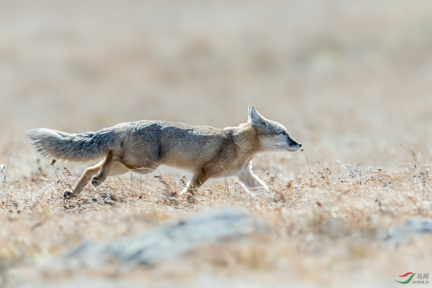 奔跑的狐狸