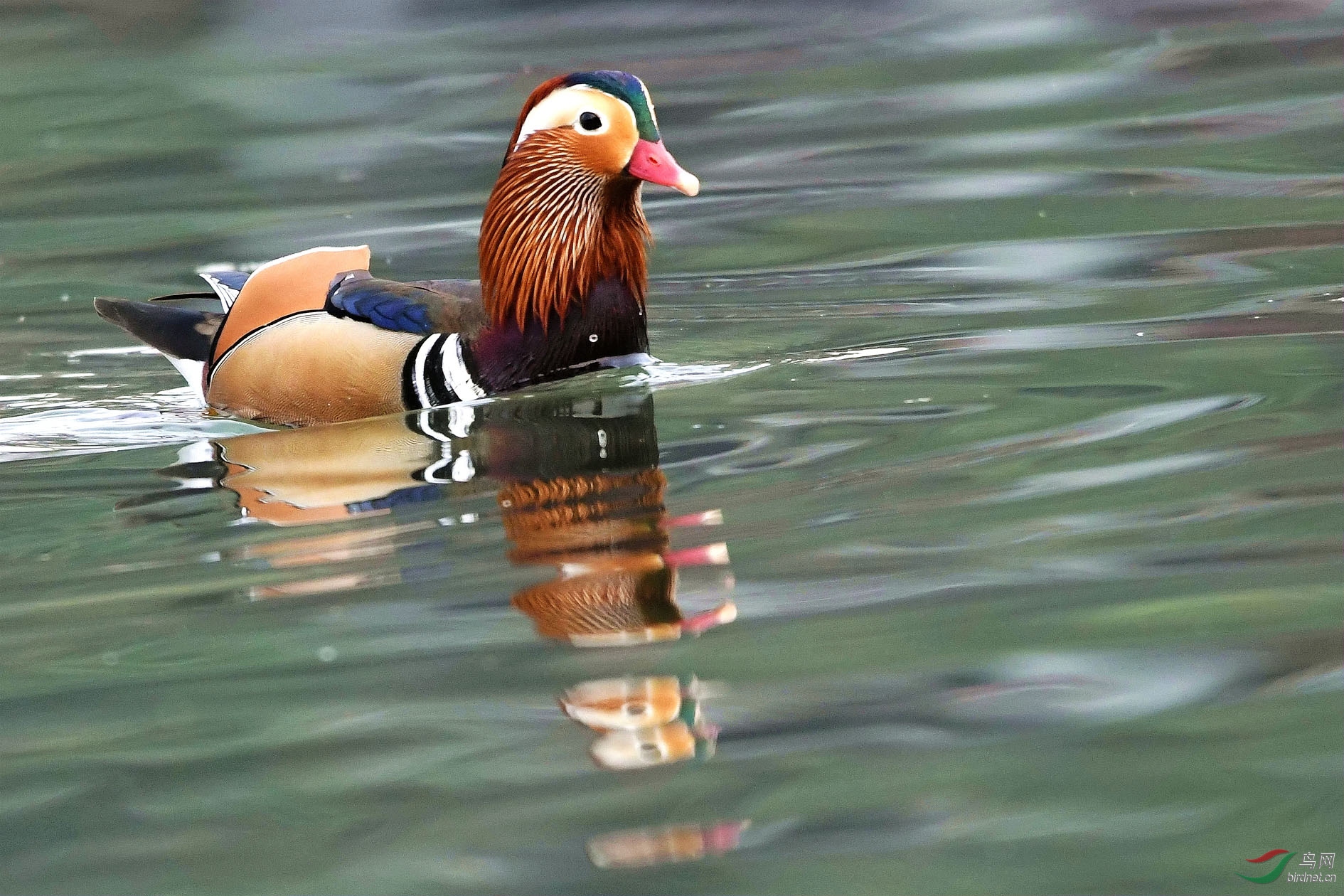 论坛 69 地方区 69 安徽版 anhui 69 鸳鸯