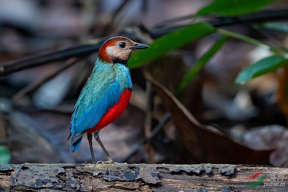 ����������ɫ�