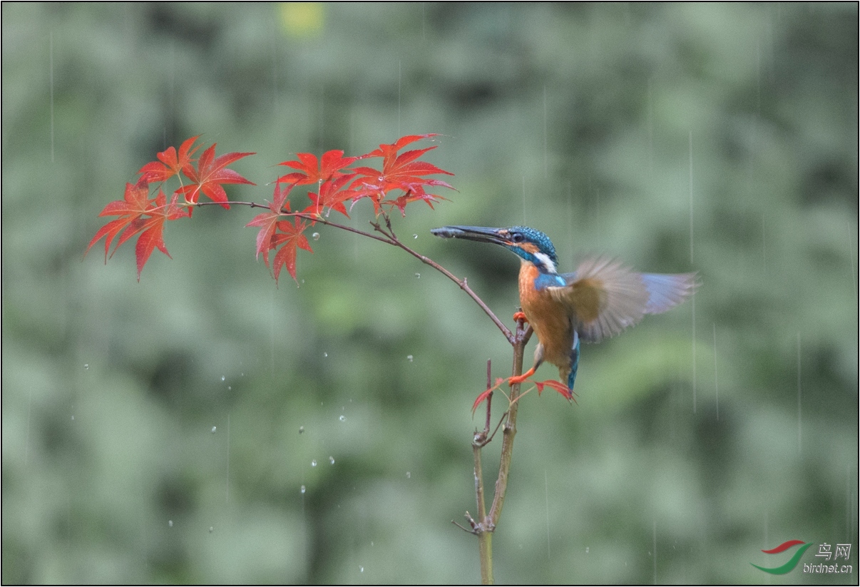 风雨无阻