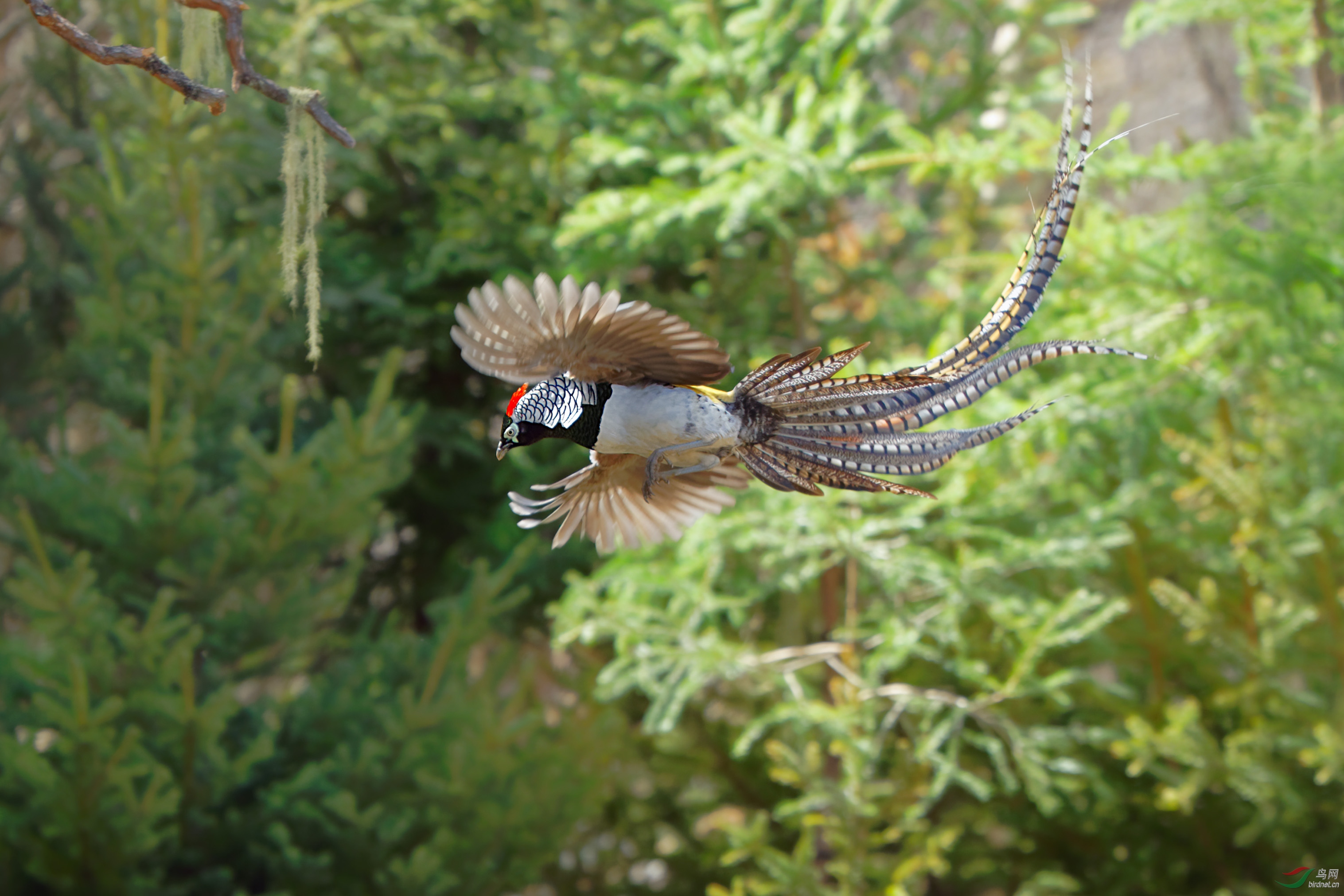 飞行的白腹锦鸡