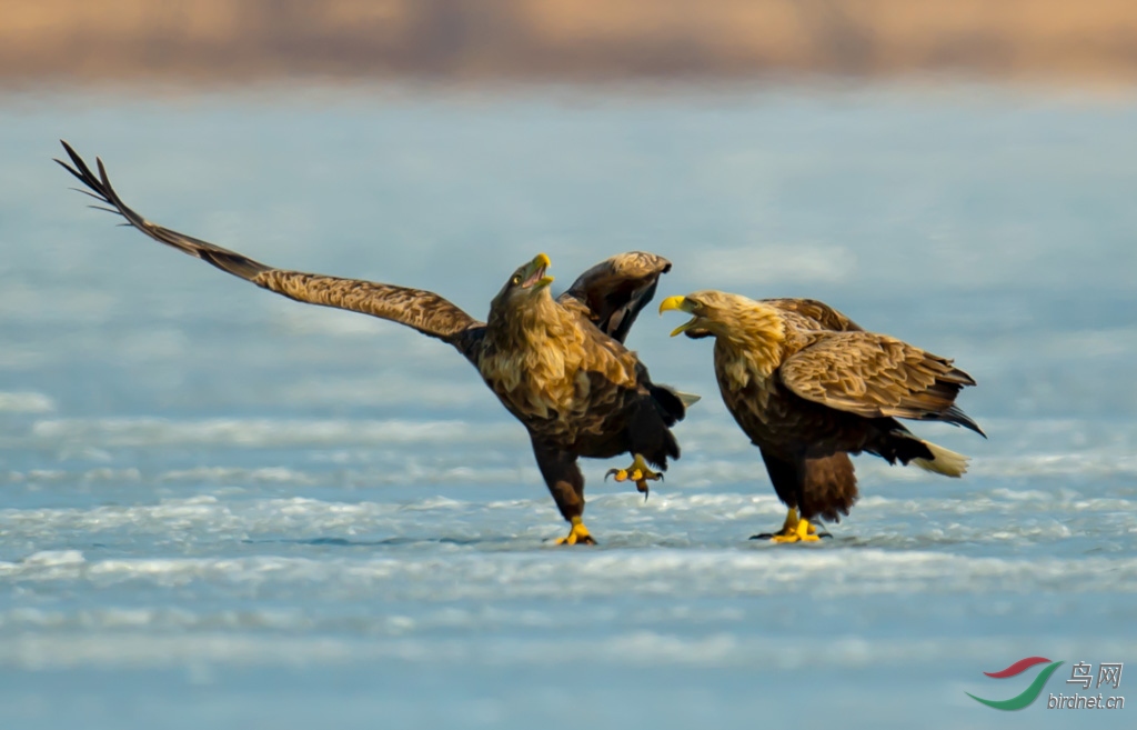 DSC_9972-0.jpg