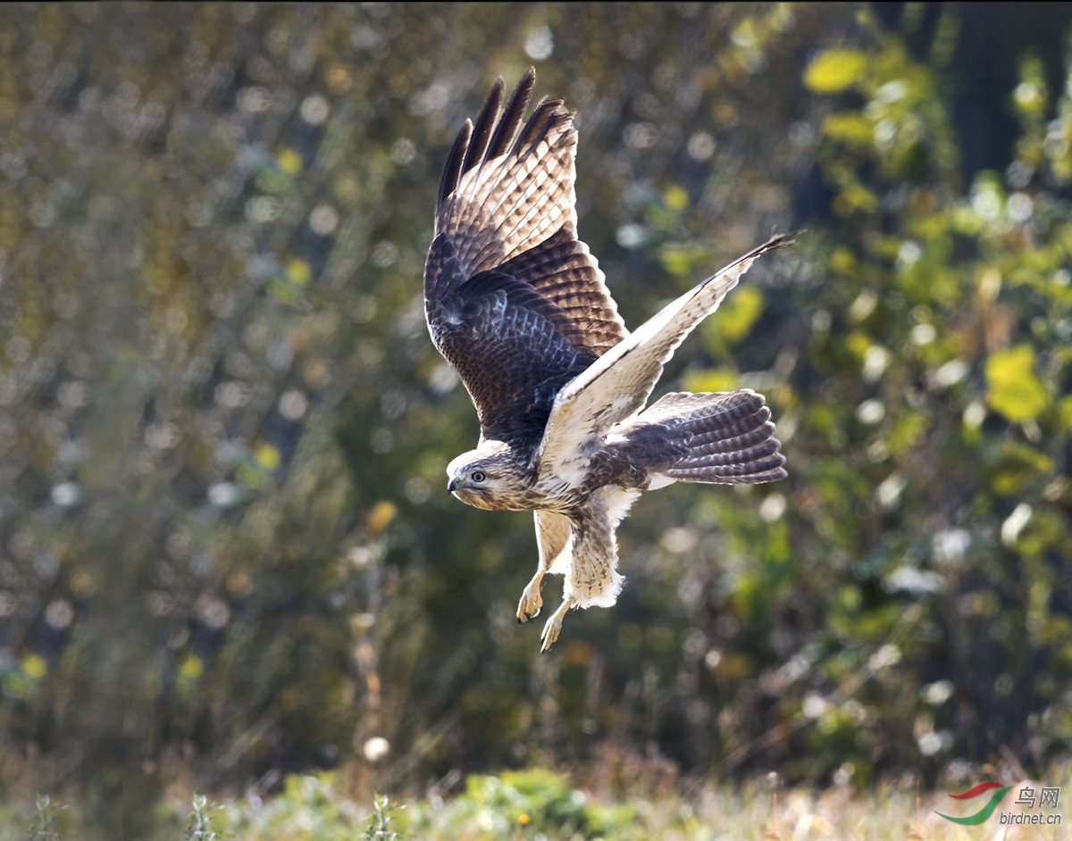 _DSC9682.NEF��ͨ