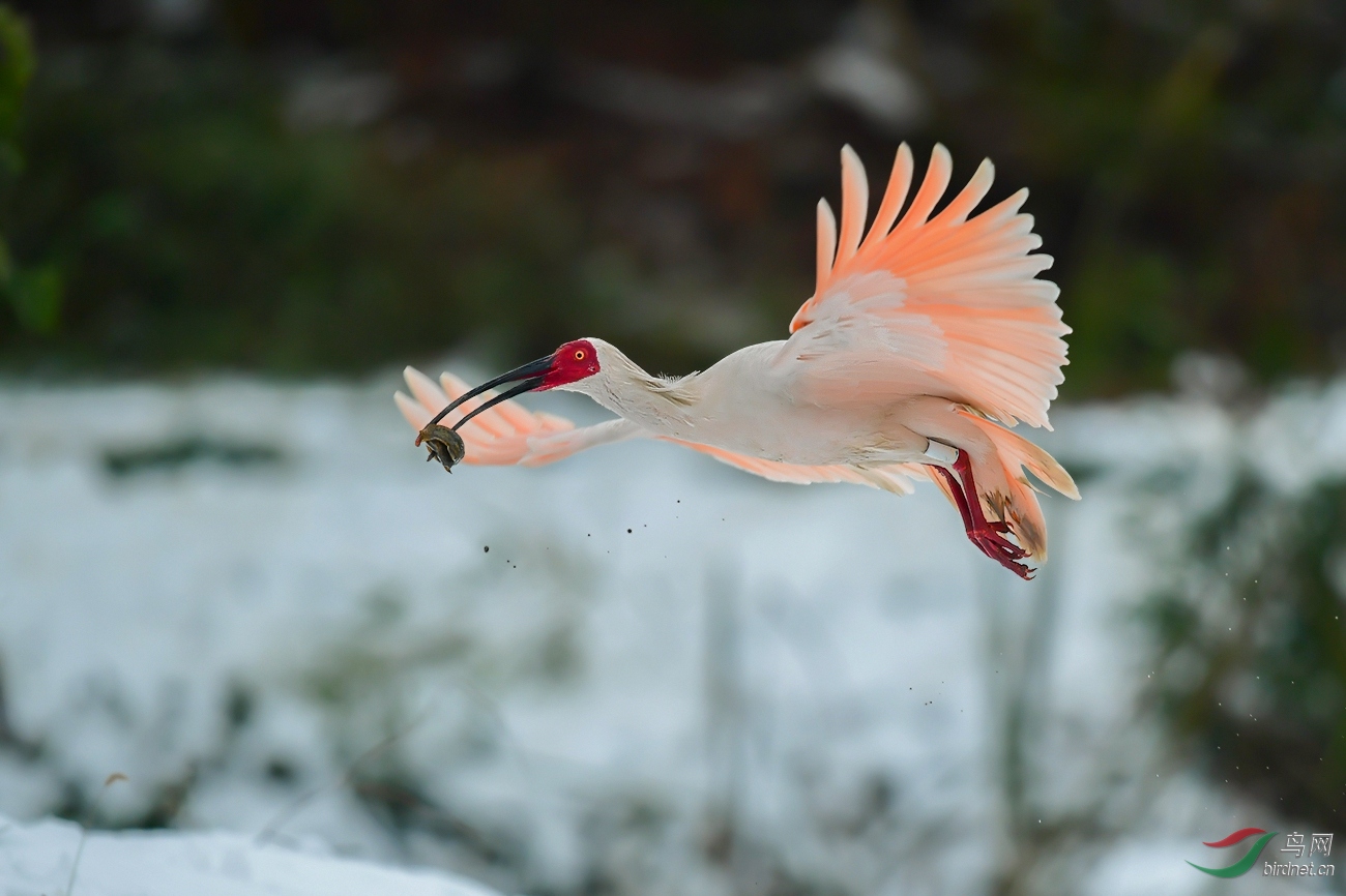 朱鹮的美餐(祝贺佳作荣获首页精华)