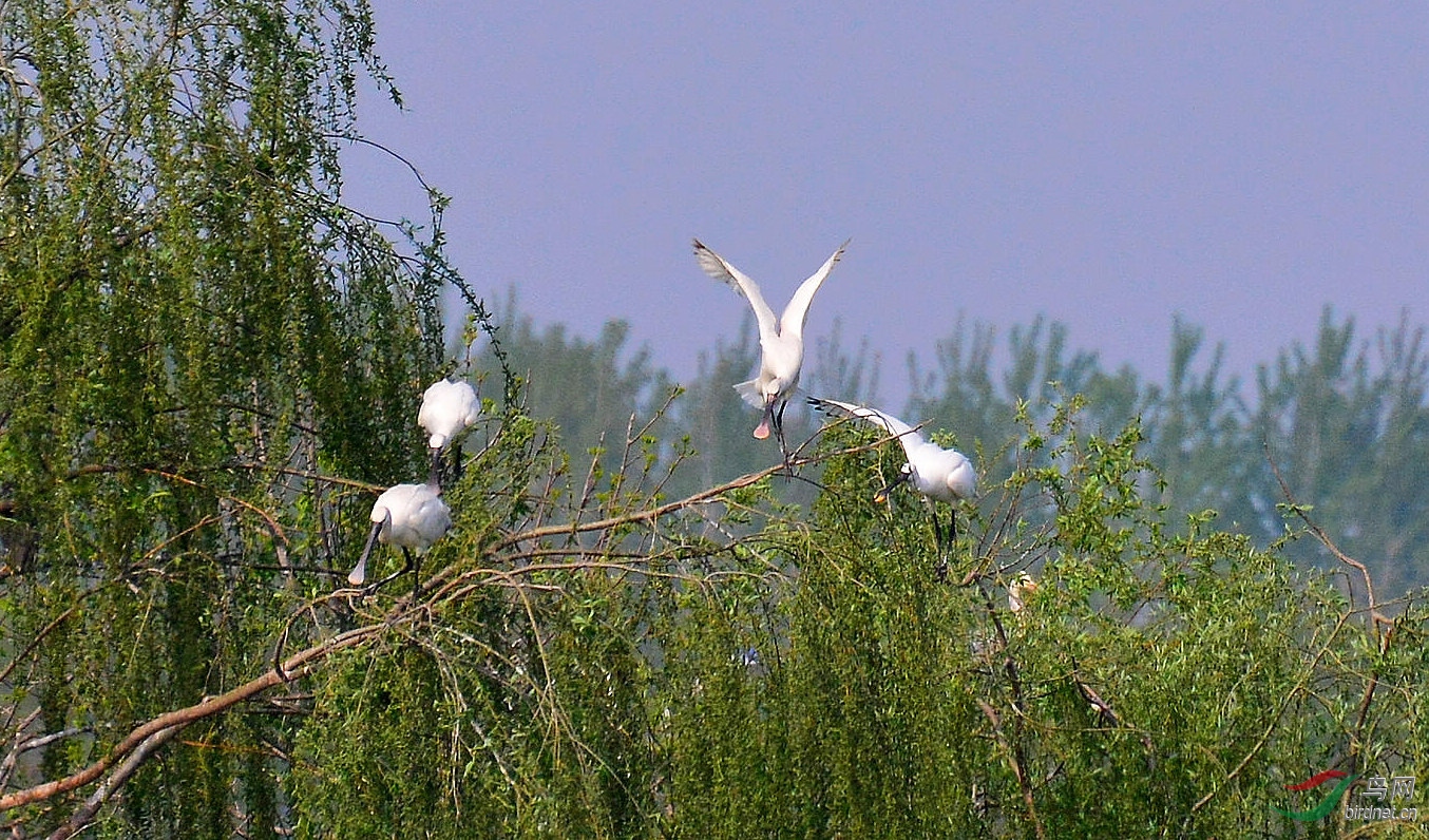 DSC_6325.JPG