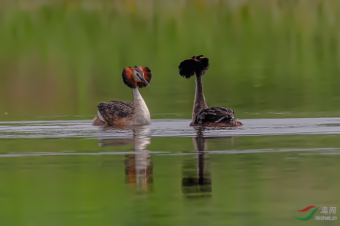 DSC_1735-2ABD.jpg