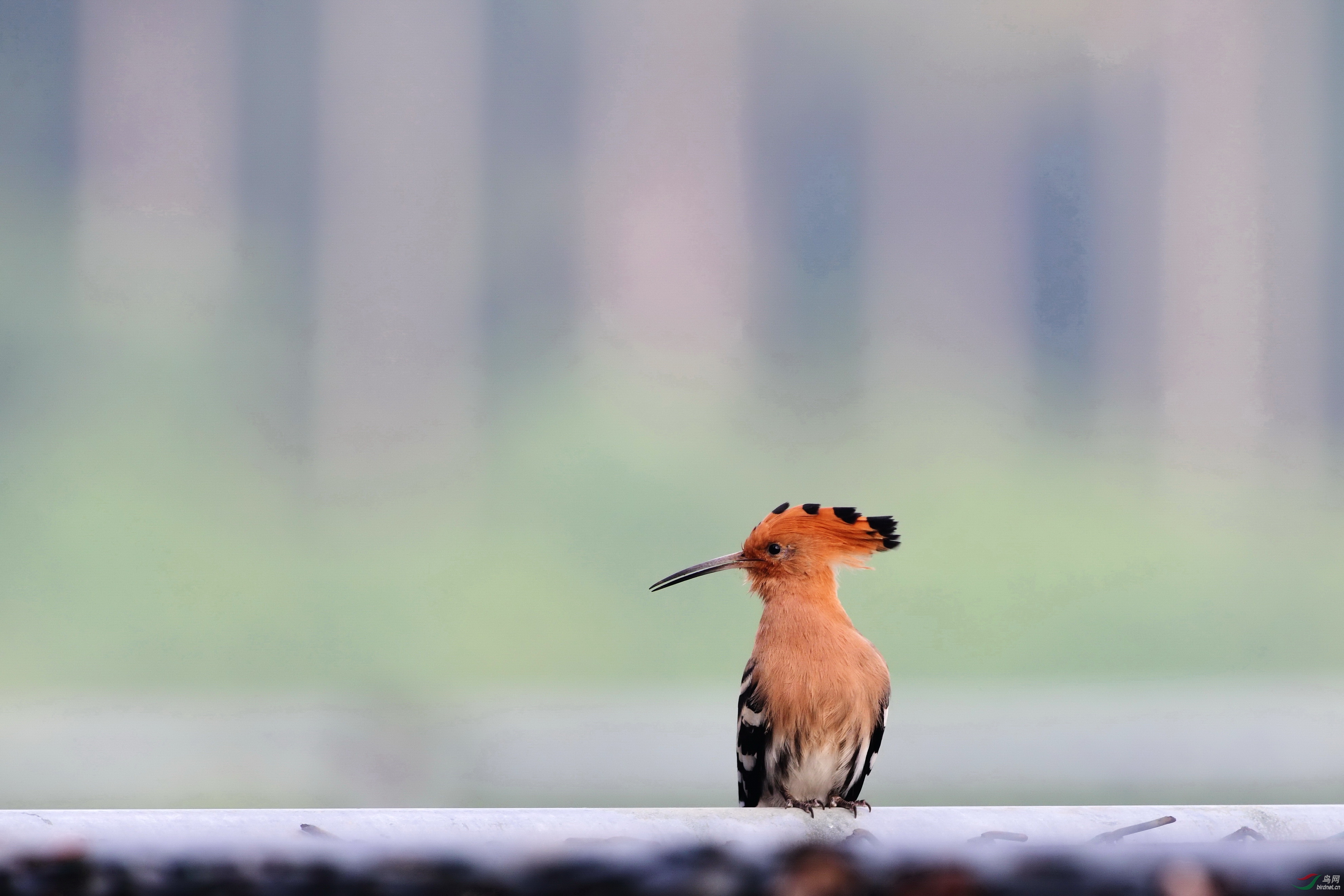 鸡冠曼妙醉春风