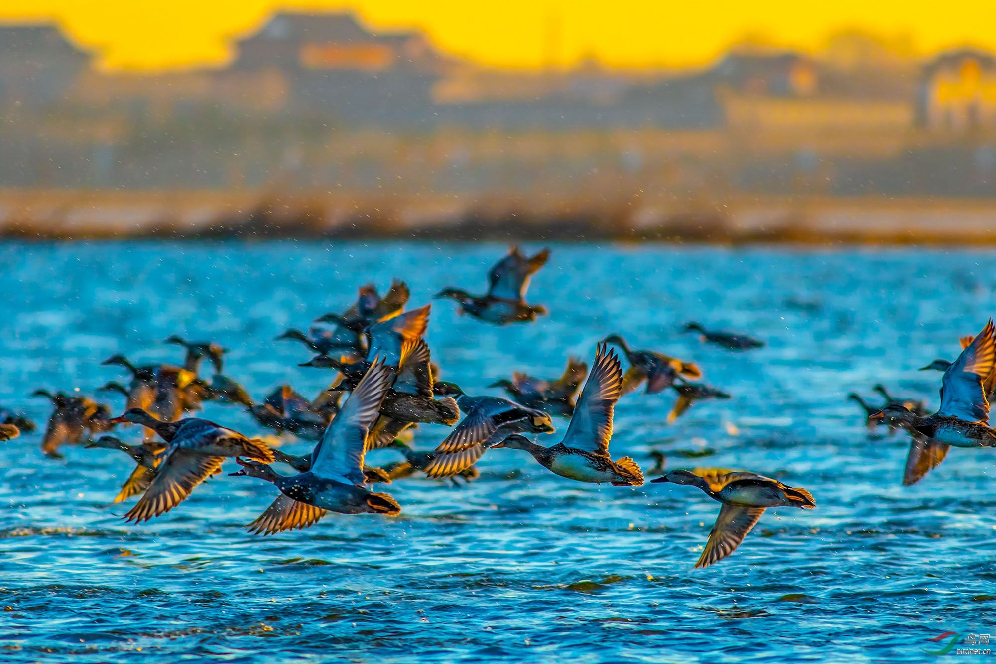 4J2A0930_2019.3.25-��Ȼ�е���  ����ɫ�ܲ���.jpg