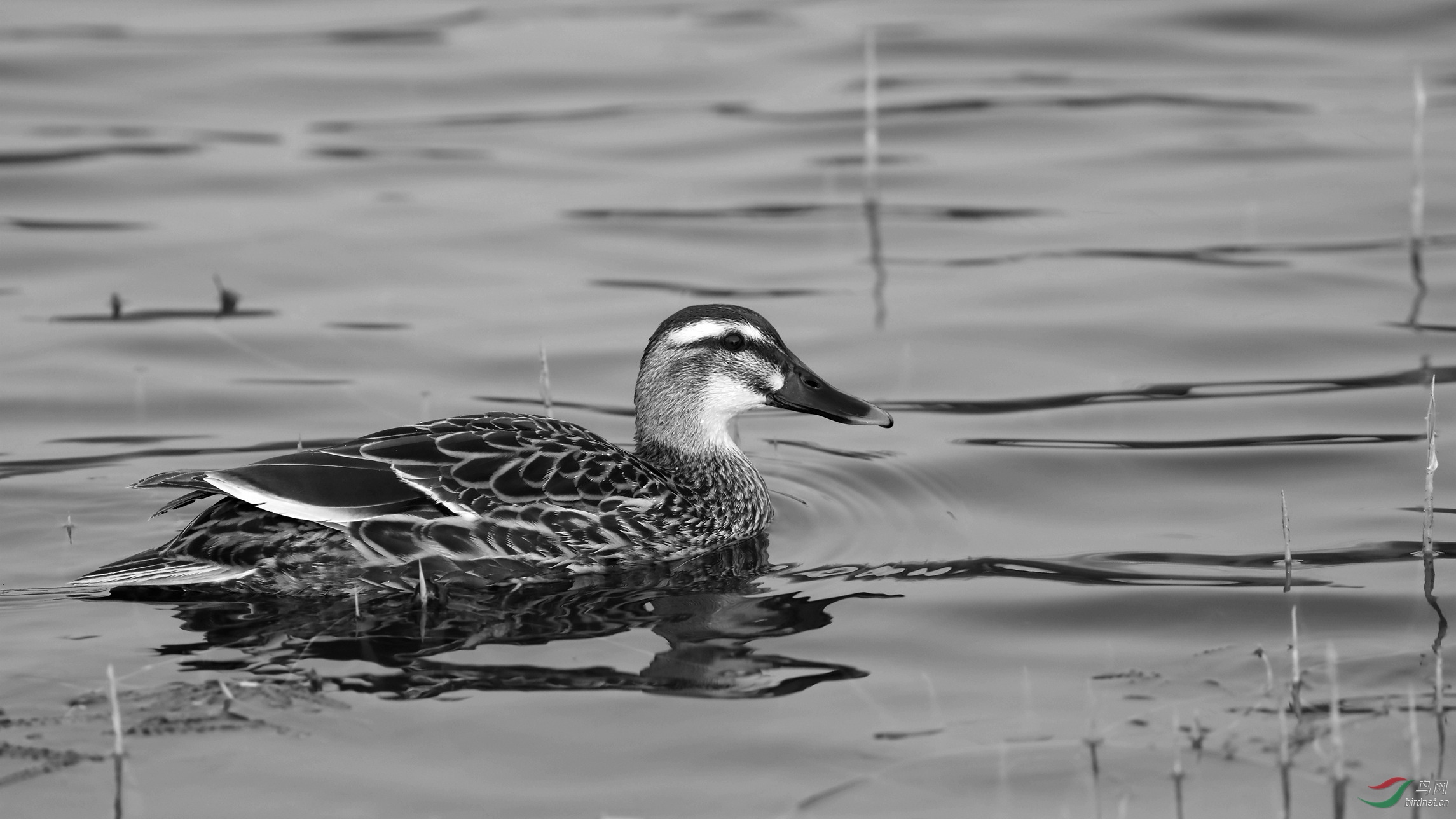 黑白影调下的斑嘴鸭