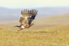 1 (46).JPG
