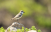 1 (90).JPG
