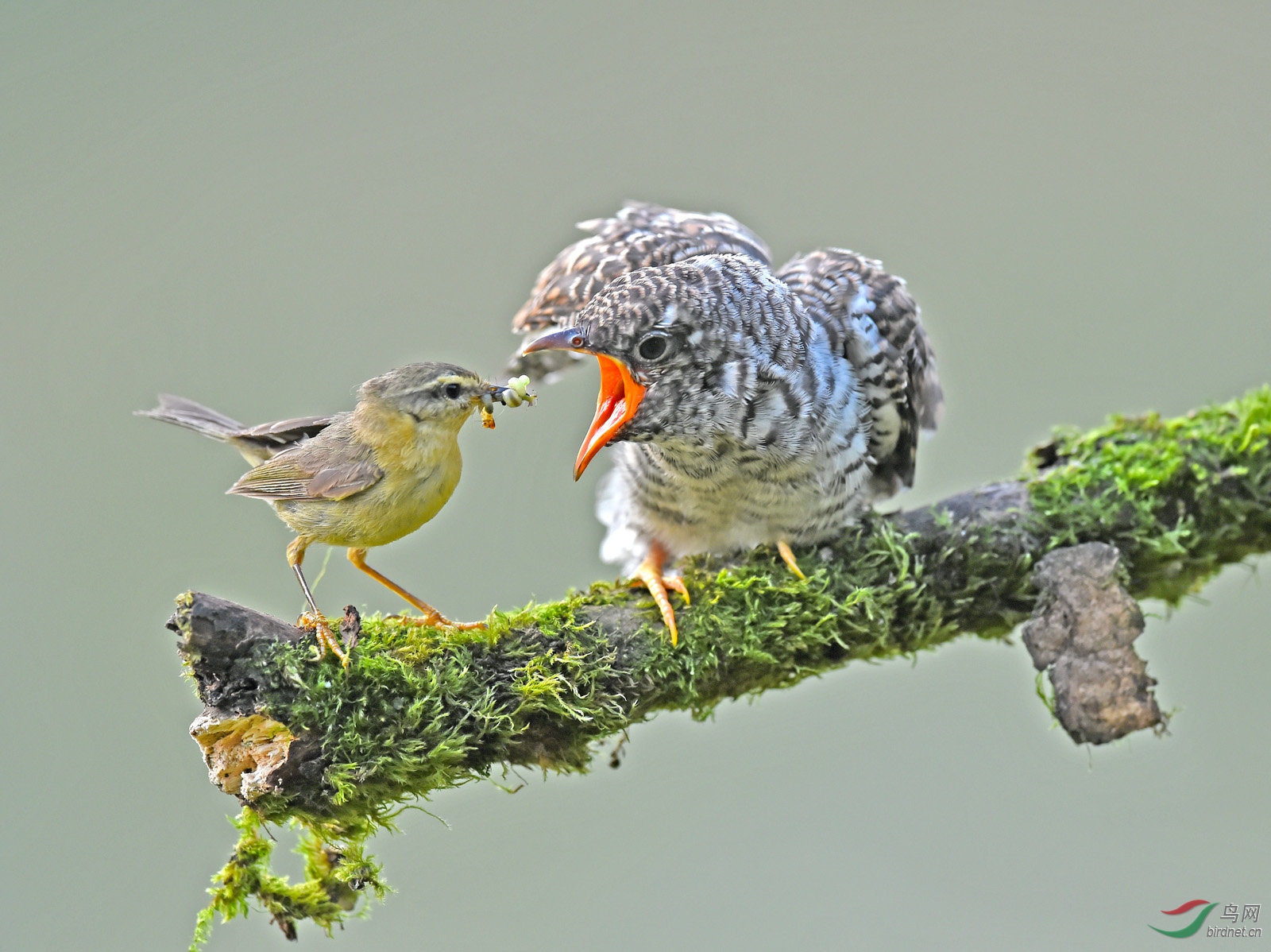 DSC_6941 - ����.JPG