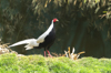 1 (43).JPG
