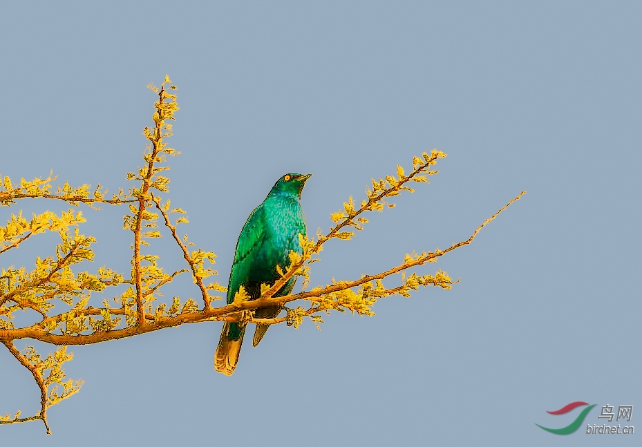 DSC_2684-.jpg