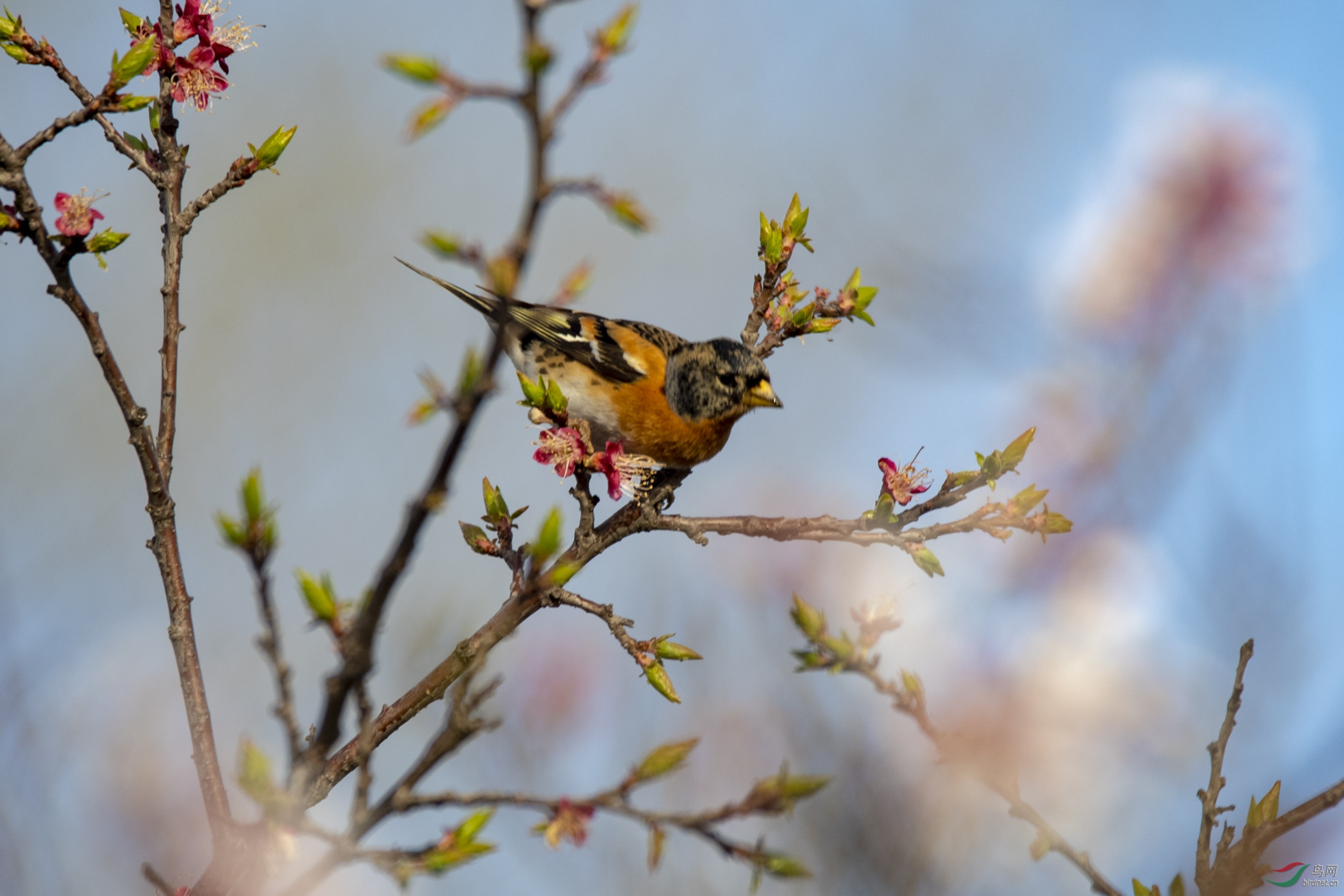 D50_0742.jpg
