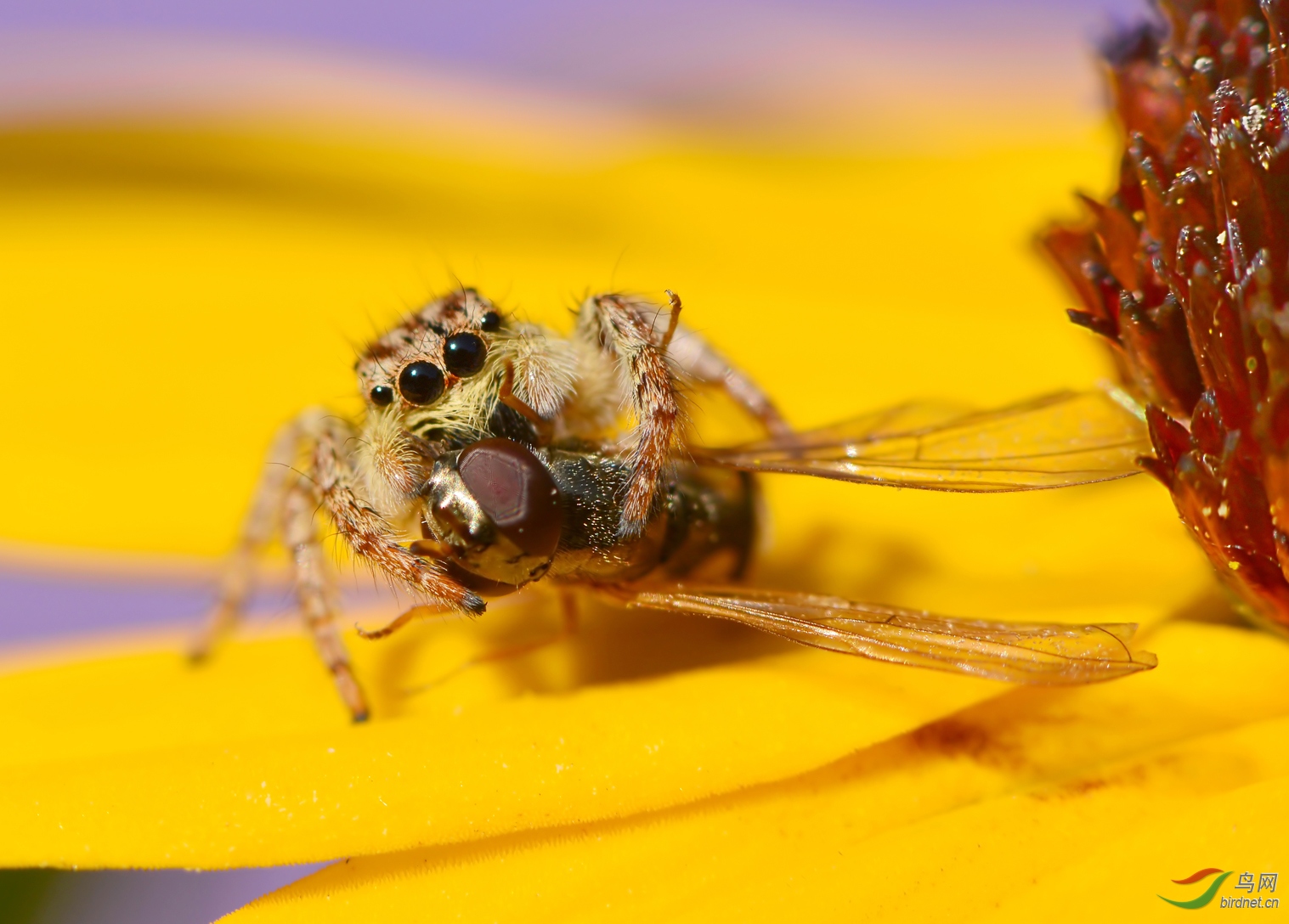 DSC_7621.JPG