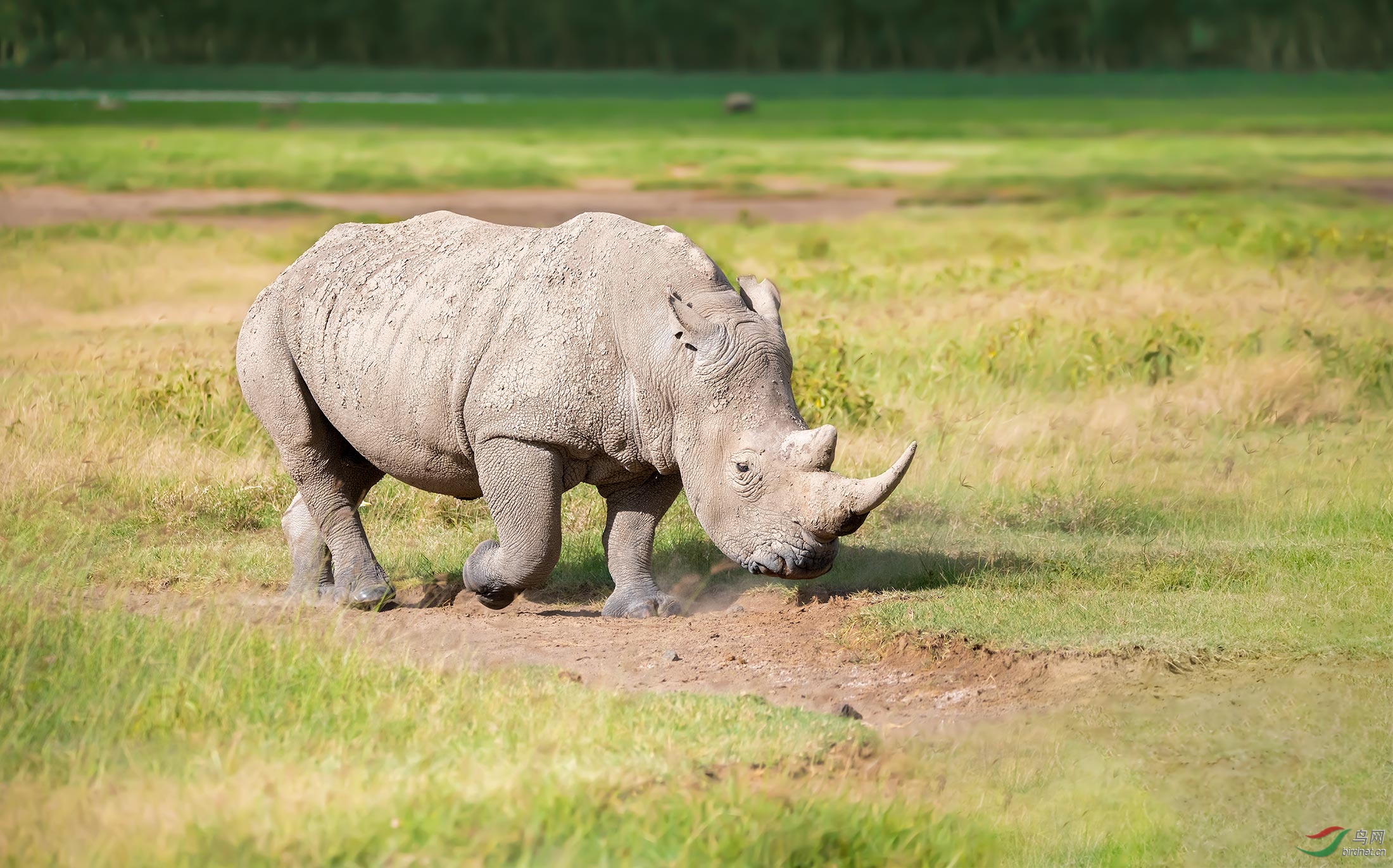 哺乳草原漫步贺荣获首页精华