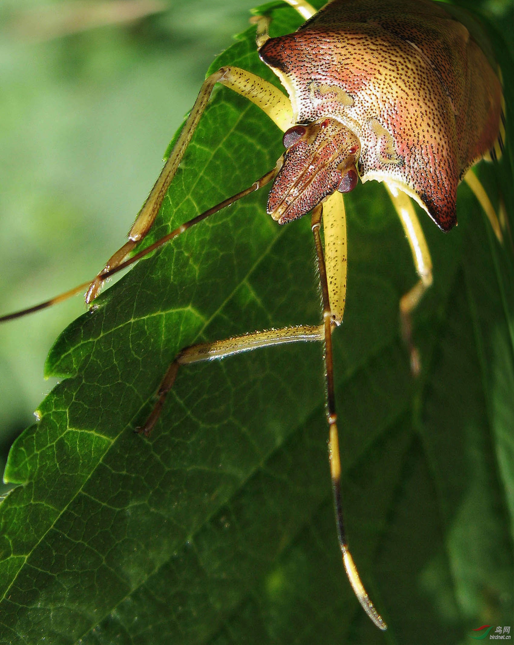 ����ζ��