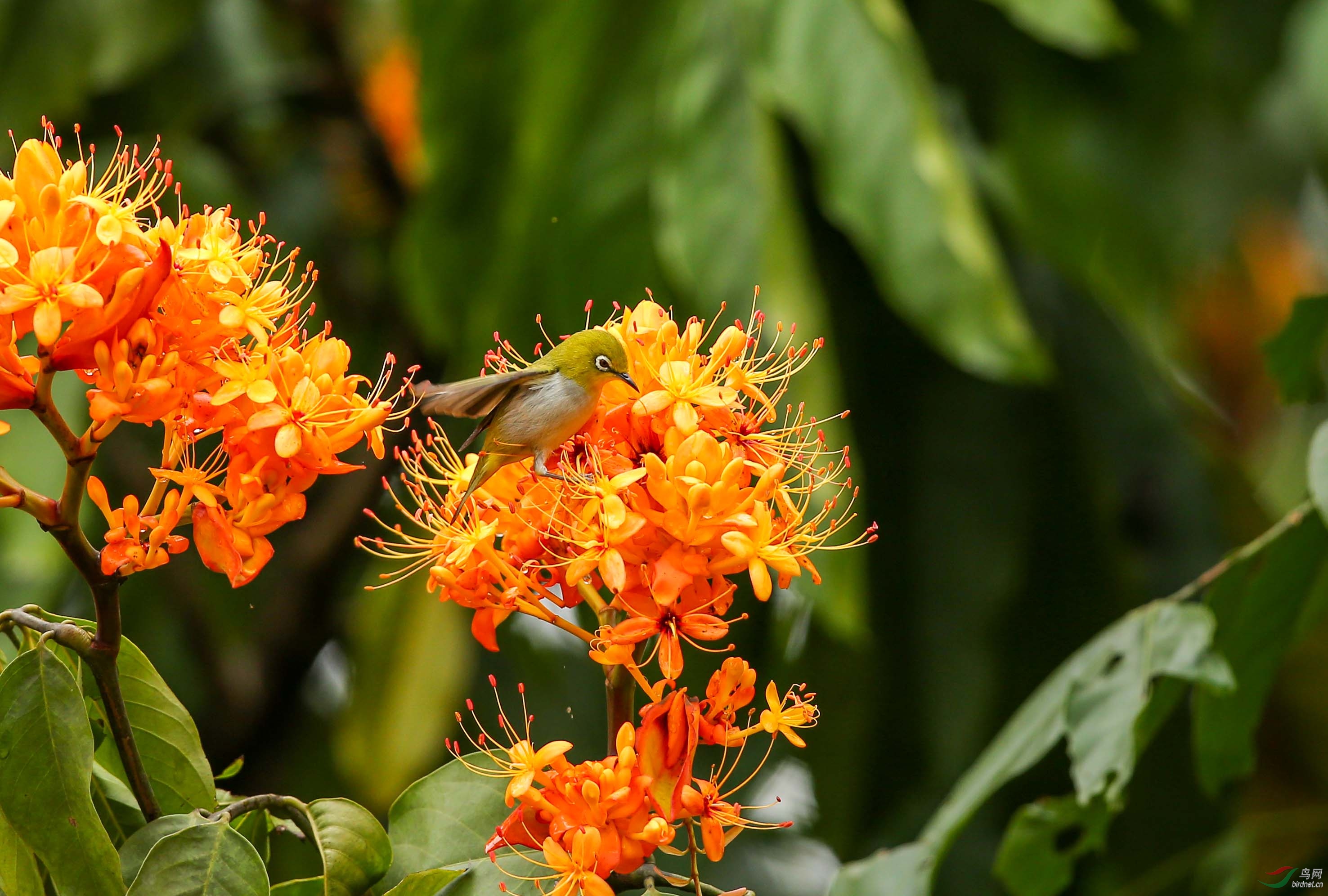 无忧花上小小鸟