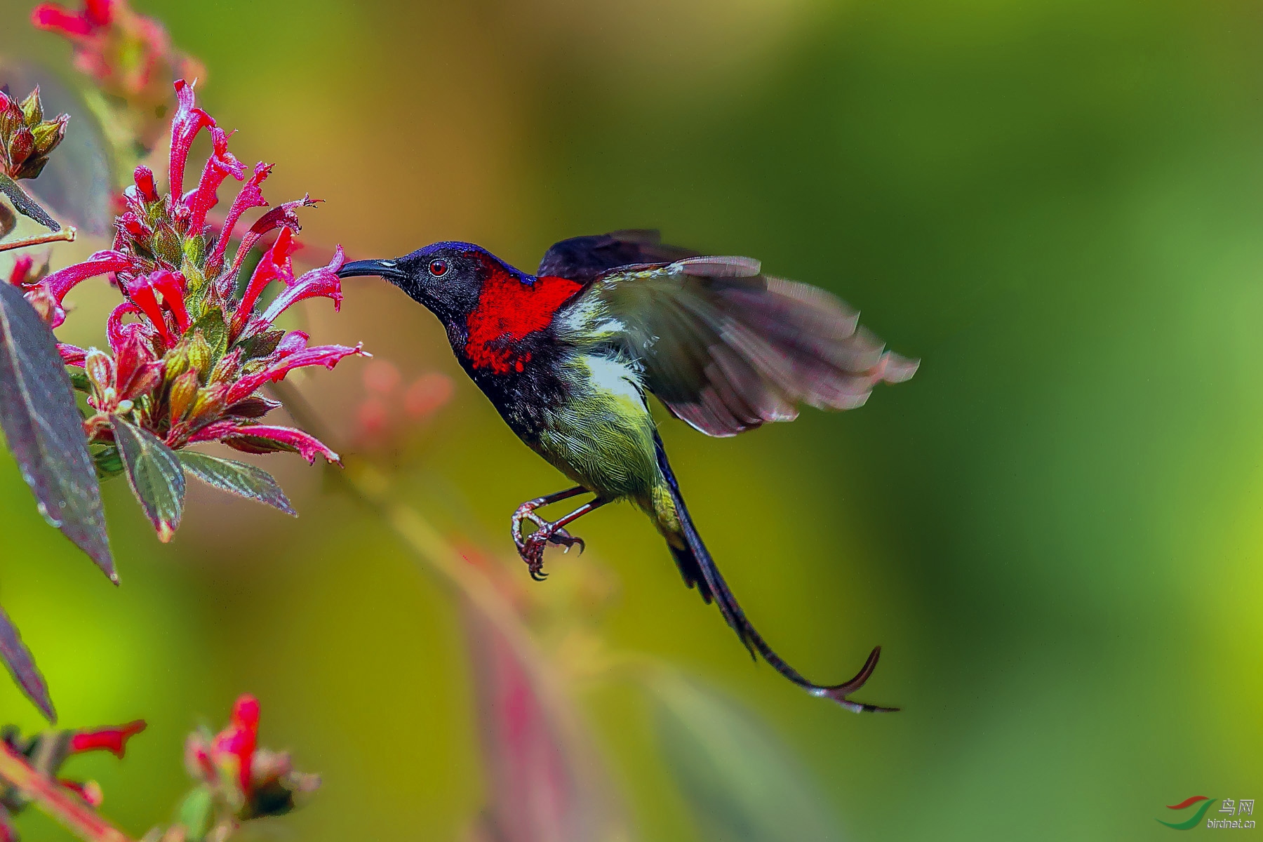 悬停飞食————黑胸太阳鸟
