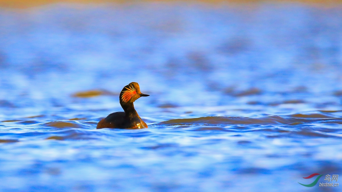 �ھ�����