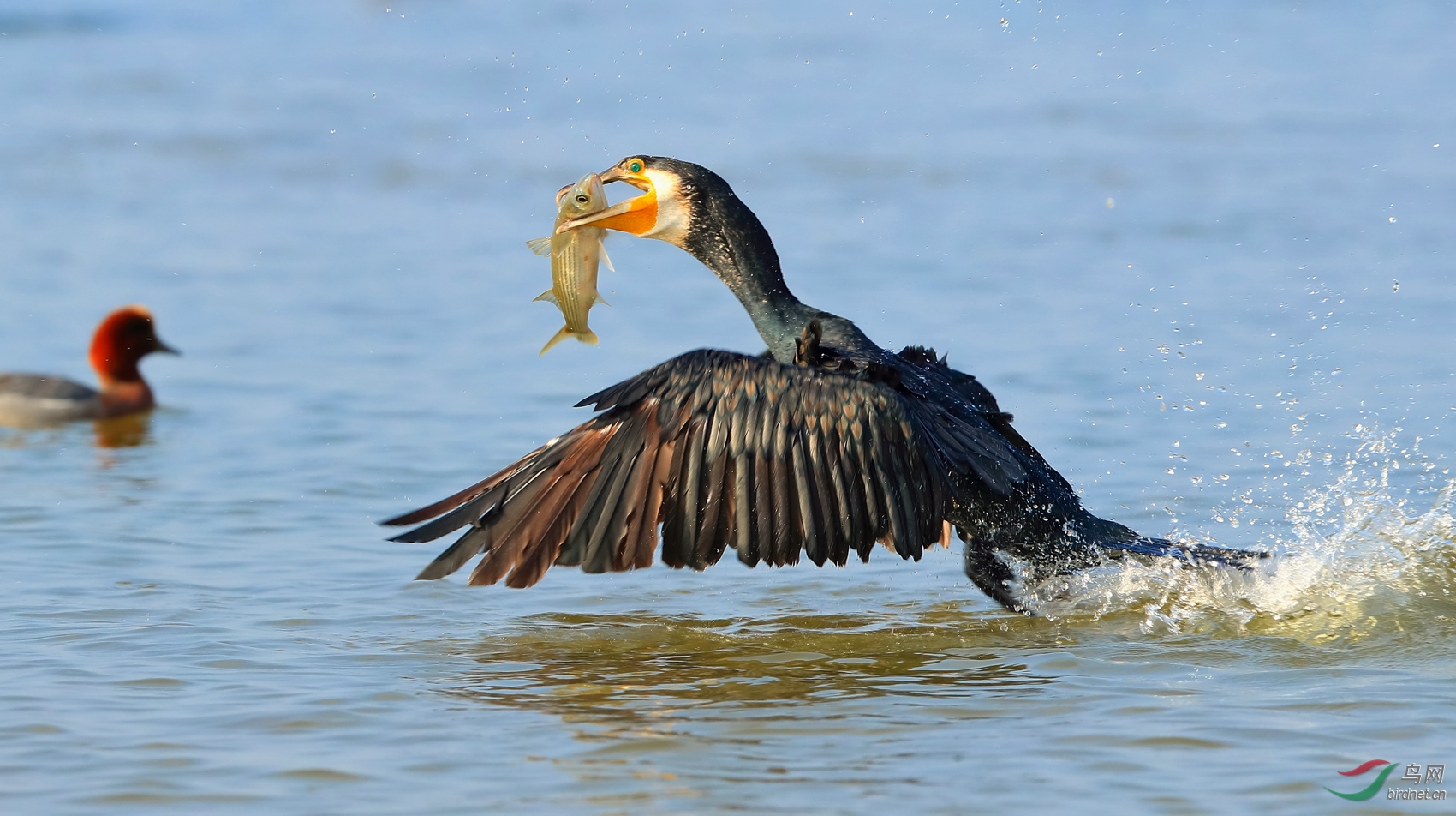 鸬鹚-120.1.jpg