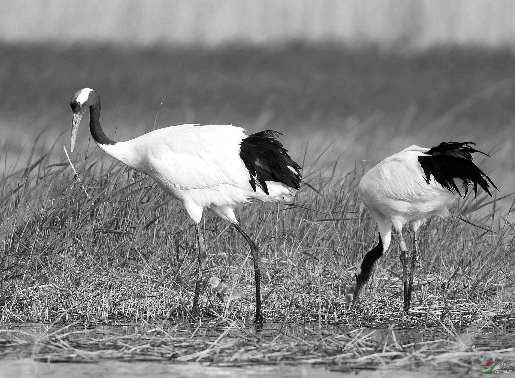 i6w0243丹顶鹤(黑白).jpg