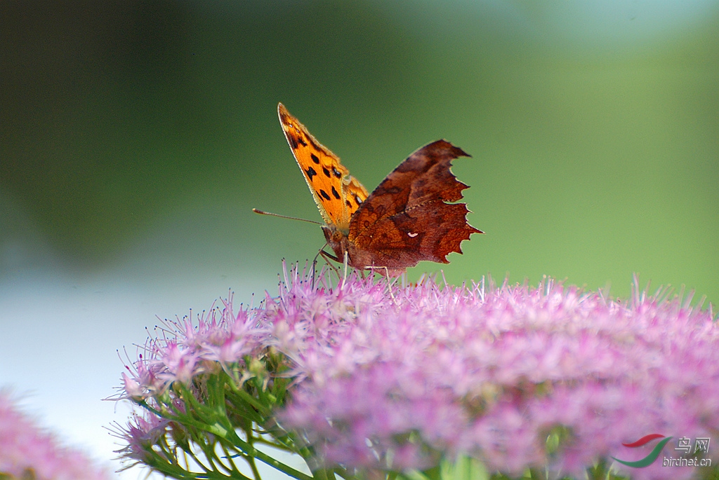 DSC_0026.JPG