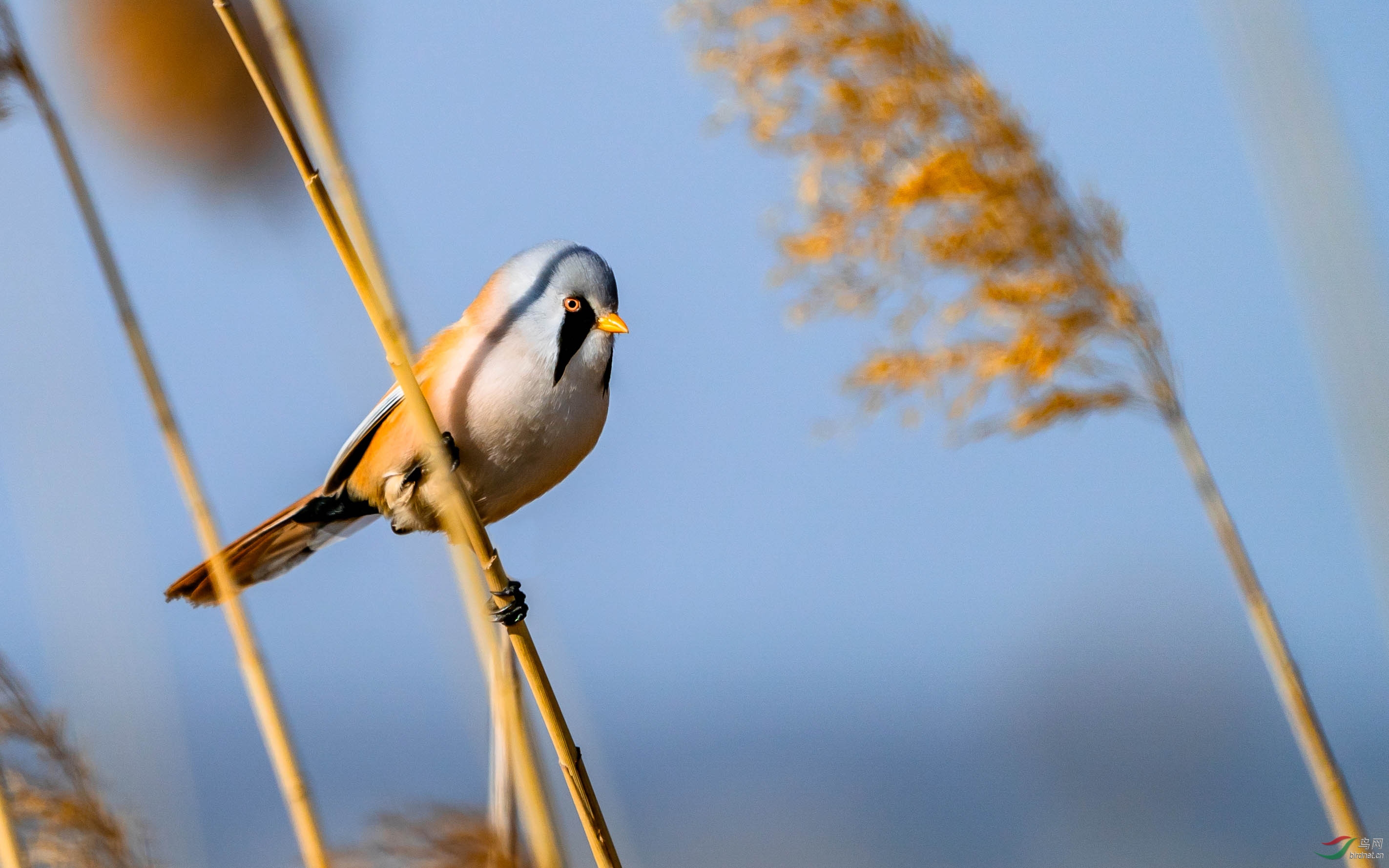 ISO100  F/6.3  1/1600��