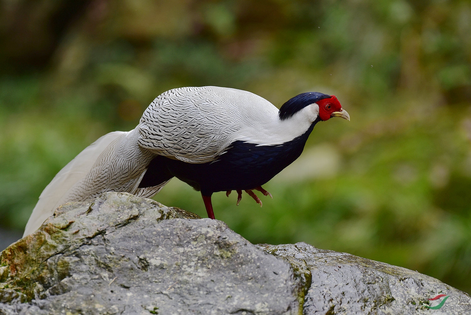 记录一只脚受伤的白鹇