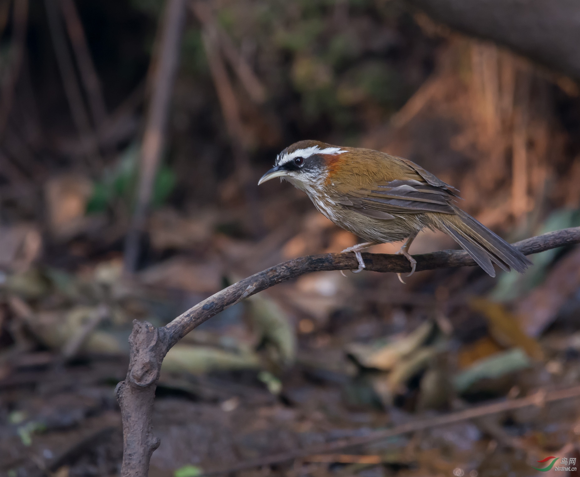 DSC_5633.jpg