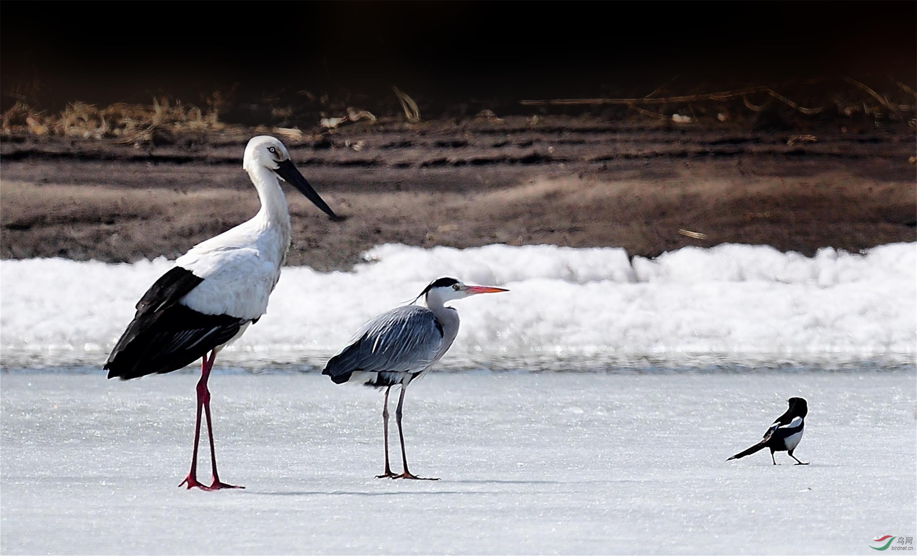 DSC_1039_00001 - ����.jpg