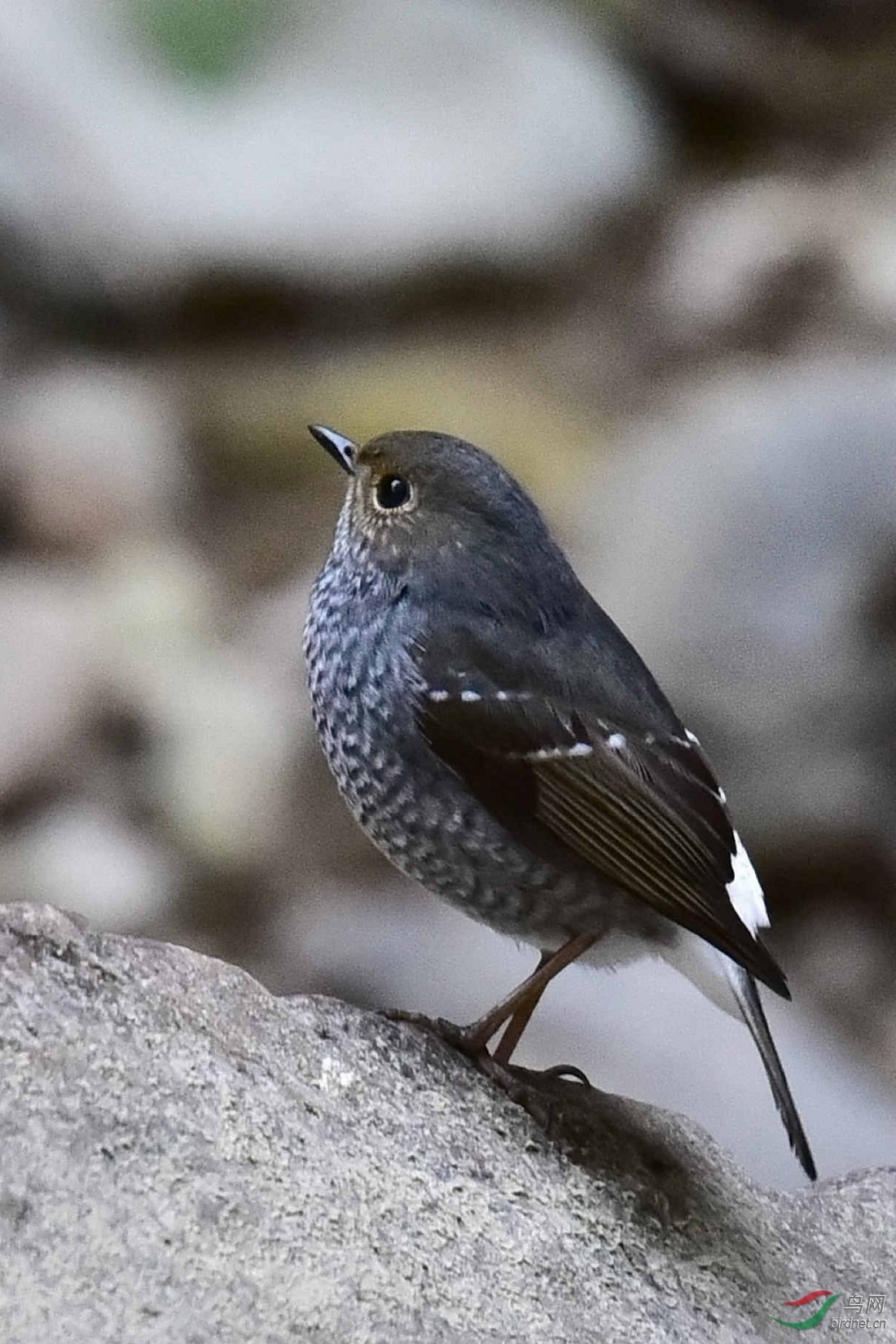 DSC_0684.JPG