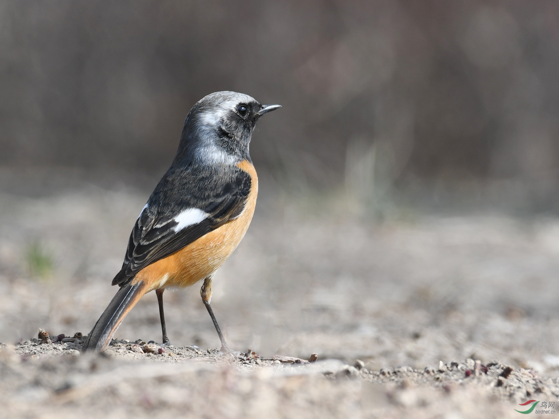 ������Ӱ 169����.jpg