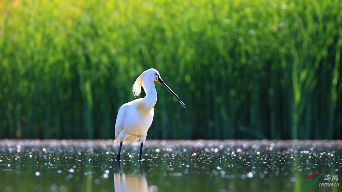 �����ķ���