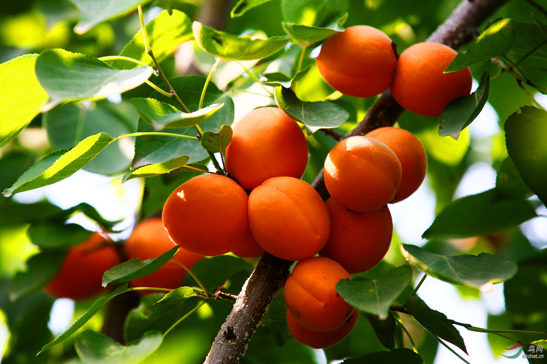杏树最佳树形图片