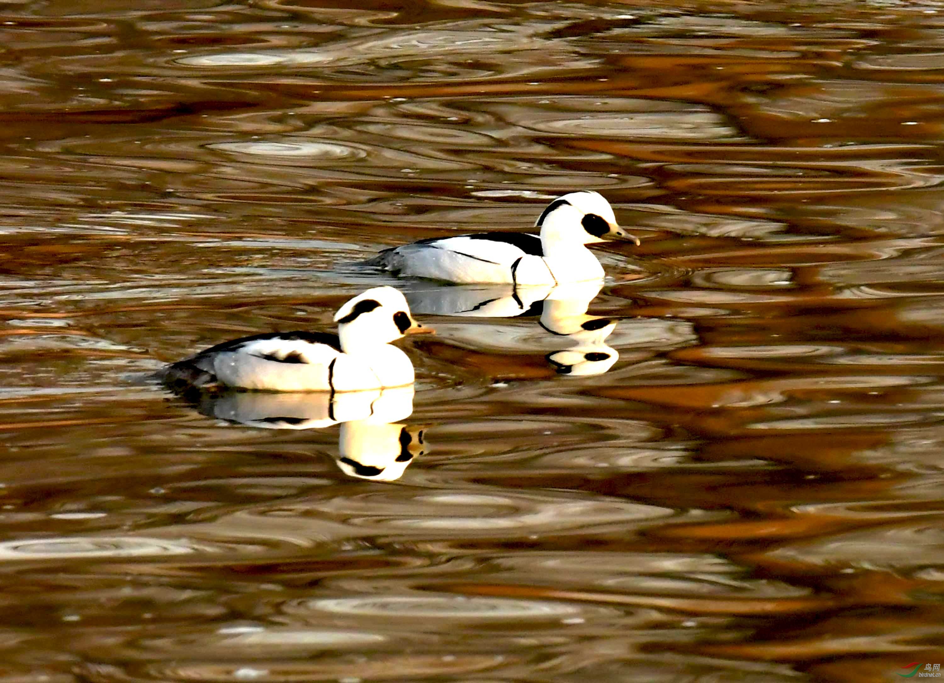 温榆河上的熊猫鸭