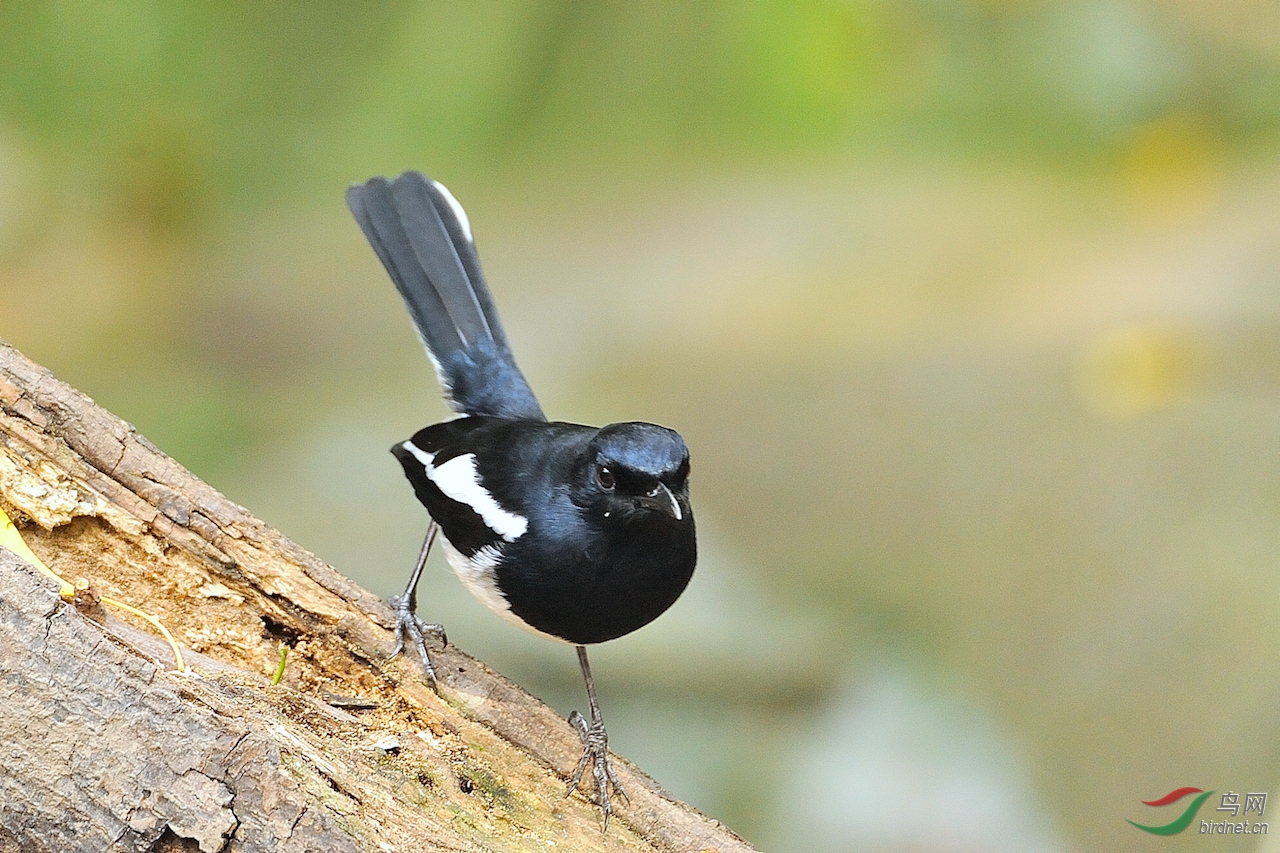 DSC_9033_00001.jpg