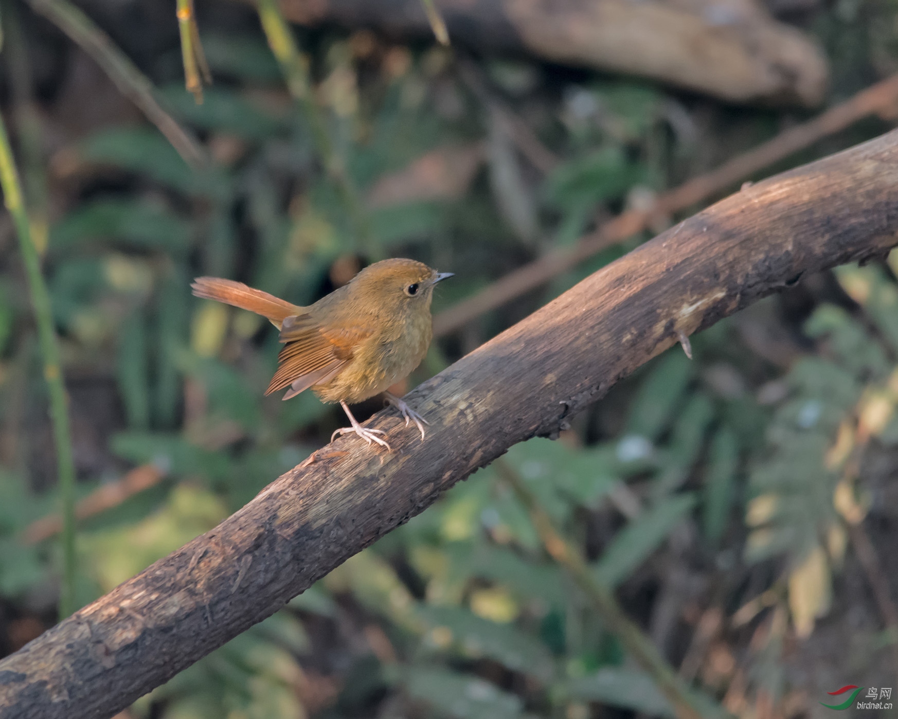 DSC_6093.jpg
