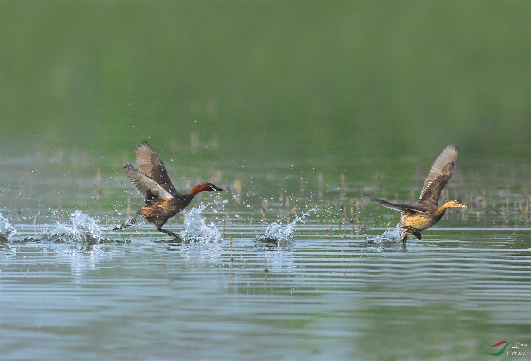 33 - ����.jpg