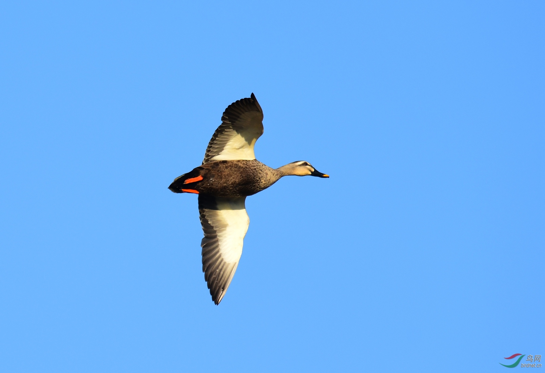 DSC_5730.JPG