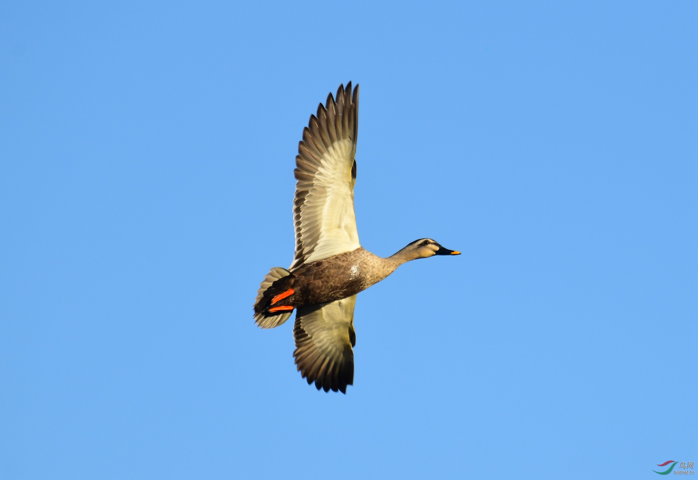 DSC_5735.JPG