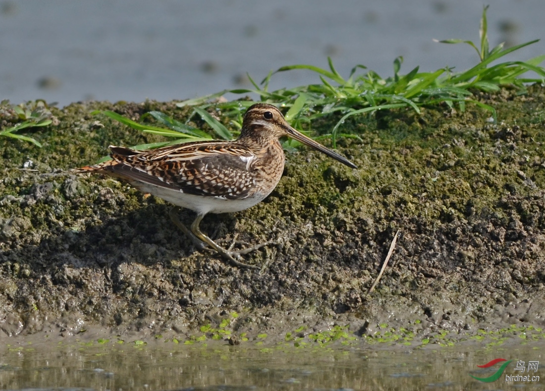 扇尾沙锥问好周末